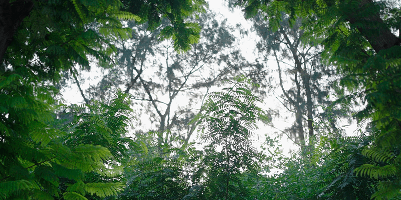 https://2025-uat-website-ctbsbdaaa8bqbghf.a02.azurefd.net/ltuat/media/1cgppdbv/biodiversity-2.webp