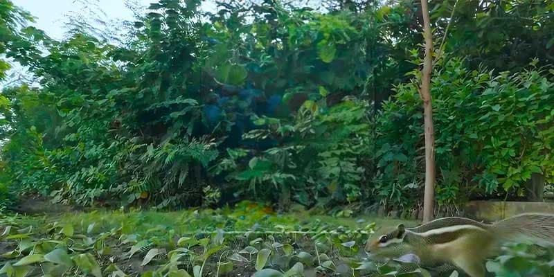 https://2025-uat-website-ctbsbdaaa8bqbghf.a02.azurefd.net/ltuat/media/lqldnihc/biodiversity-1.webp