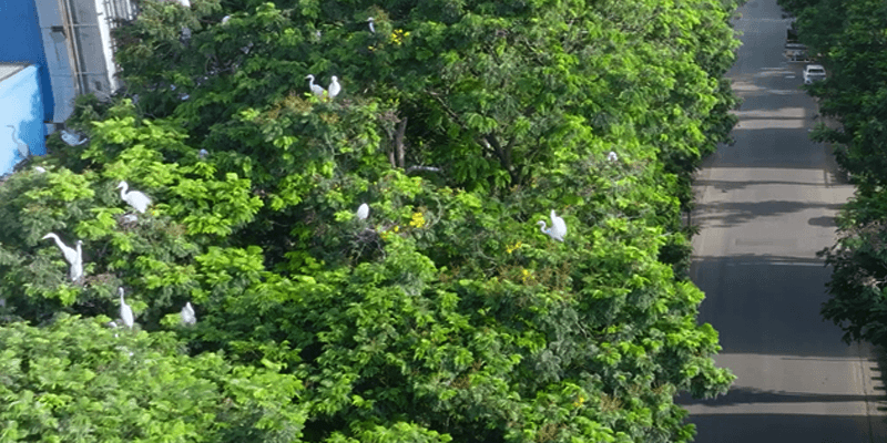 https://2025-uat-website-ctbsbdaaa8bqbghf.a02.azurefd.net/ltuat/media/mnkjghgy/biodiversity-9.webp